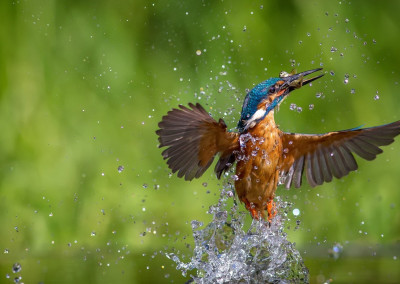 KingFisher