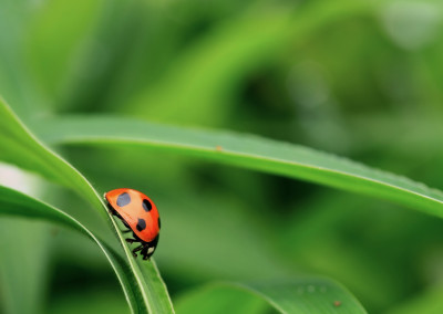 LadyBug